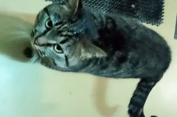 Найдена кошка, Йошкар-Ола, фото: Найдена кошка, улица Прохорова, 29, Йошкар-Ола - крупная с серыми полосками