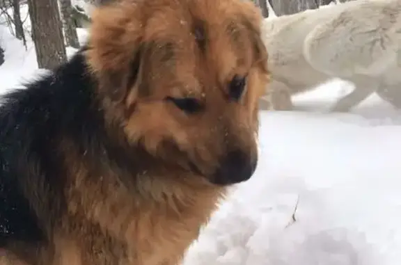 Найдена собака, район Коммунарка, фото: Найден собака, мужской, Речная улица, район Коммунарка