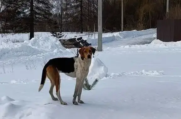 Найдена собака, Орёл, фото: Найдена собака, охотничья гончая порода, Козлы, Орёл