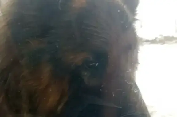 Найдена собака, Лужки, фото: Найдена собака, Волоколамское шоссе, 7, Лужки - черная с рыжим, большая овчарка