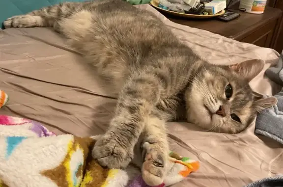 Найдена кошка, проспект Большеваиков, 37 к2, Санкт-Петербург - серая ласковая стерилизована - photo