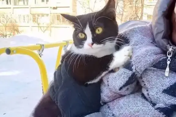 Найдена кошка, Нижний Новгород, фото: Найден кот, трамвайная остановка 