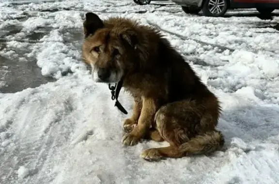 Найдена собака, Тула, фото: Найден собака, Самоварная улица, 7, Тула - ранен, ошейник