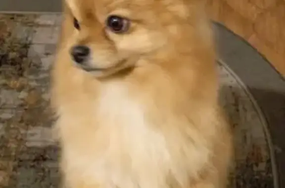 Пропала собака, ул. Ильича, 80, Нижний Тагил - photo