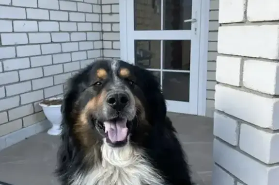 Пропал собака, Колхозная улица, Новая Усмань - кличка Кузя, очень добрый и игривый - photo