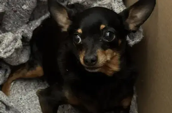 Найдена собака, Нижний Новгород, фото: Найден собака, Мончегорская улица, 30, Нижний Новгород - черно-коричневый той терьер