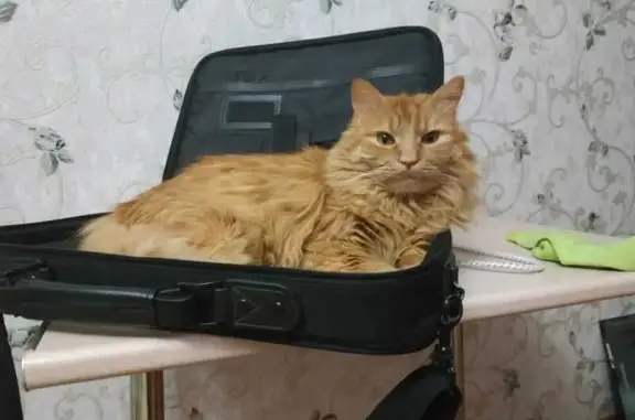 Пропал кот, проспект Косыгина, 23 к1, Санкт-Петербург - пушистый хвост - photo