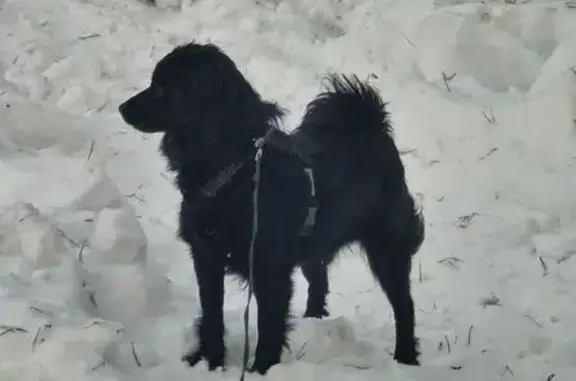 Пропала собака, Академический проезд, Подольск - небольшая чёрная собака с жёлтым шнурком - photo