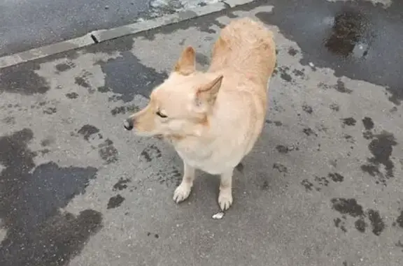 Найдена собака, Москва, фото: Найдена собака, Балаклавский проспект, 10 к3, Москва - ухоженная, но грязный живот