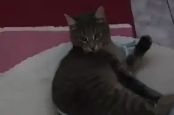 Пропала кошка, Малиновая улица, 16А, Саратов - серый в полоску, кастрированный - photo