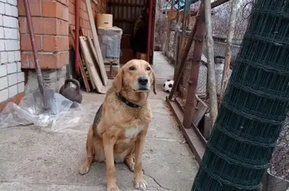 Пропала собака, Эпроновская улица, 9, Нижний Новгород - охотничья русская гончая - photo