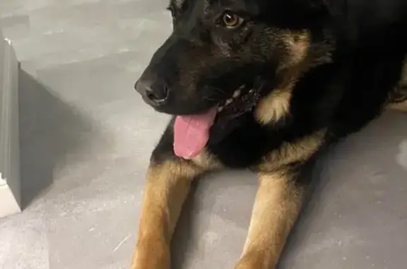 Найдена собака, район Коммунарка, фото: Найден собака, район Коммунарка - похож на овчарку, черно-палевый окрас
