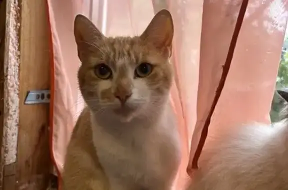 Потерянные животные Великий Новгород, фото: Пропал кот, Никольская улица, 60, Великий Новгород - рыжий с белым окрасом