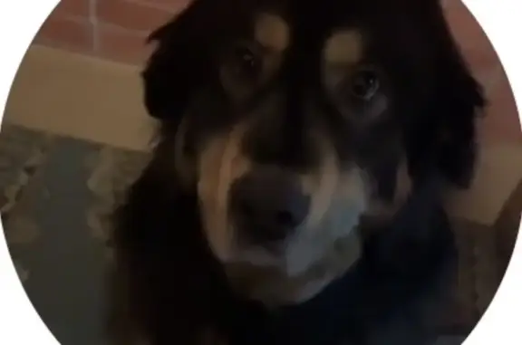 Пропала собака, переулок Угольщиков, Красноярск - черная шерсть, с светлым брюхом - photo