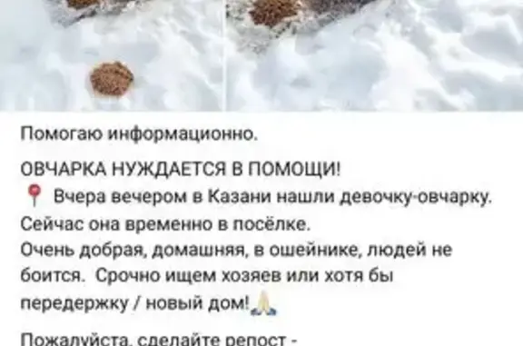 Найдена собака, Казань, фото: Найден собака, Казань, Татарстан