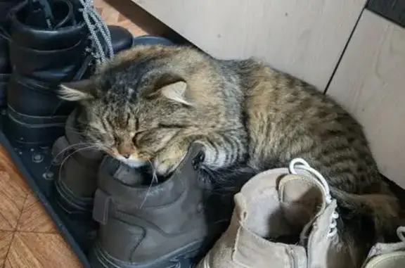 Пропал кот, Пугачёвский тракт, 51, Самара - кончик хвоста чёрный - photo