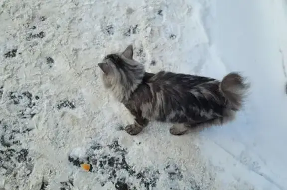 Найдена кошка, Новосибирск, фото: Найдена кошка, Новосибирск - пушистая белосерая с пятнами