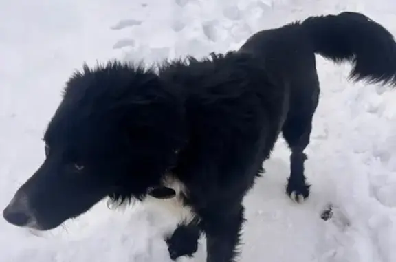 Найдена собака, Тула, фото: Найден собака, мужской, Курковая улица, 11, Тула - крупный кобель с пушистым хвостом
