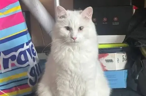 Пропал кот, площадь Мира, 4/1, Калуга - белый и пушистый - photo