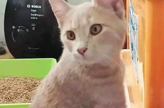 Найденные животные Новороссийск, фото: Найдена кошка, улица Хворостянского, 7, Новороссийск - ласковая и разговорчивая