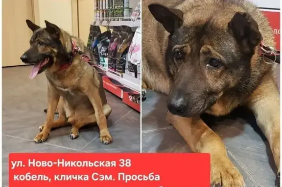 Пропала собака, Родниковая улица, 53А, Нахабино - photo