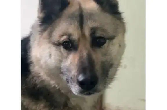 Найдена собака, Нижний Новгород, фото: Найдена собака, женский пол, улица Орбели, Нижний Новгород - выстриженный клок на спине