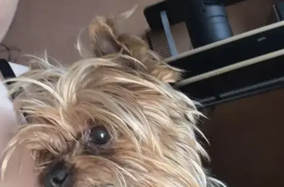 Найдена собака, Ставрополь, фото: Найдена собака, Широкая улица, Пятигорск - золотистый Йорк, грязный и мокрый