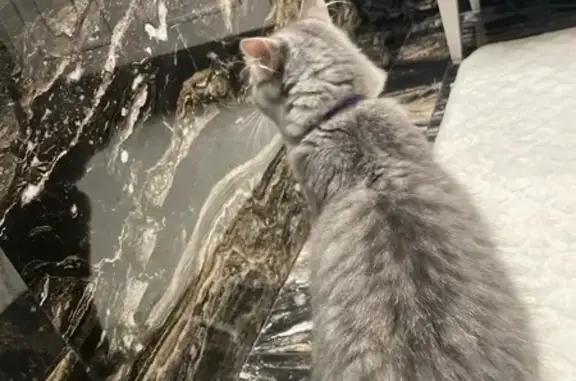 Объявления о пропавших и найденных животных, Новосибирск, фото: Найдена кошка, улица Толбухина, 25, Новосибирск - ласковая с жёлтыми глазками