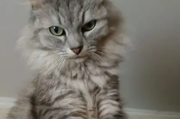 Пропал кот, Алданская улица, 15, Калининград - с сиреневым ошейником - photo