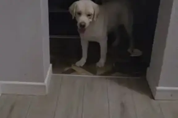 Найдена собака, Омск, фото: Найден собака, Омск, Омская область - лабрадор палевого окраса