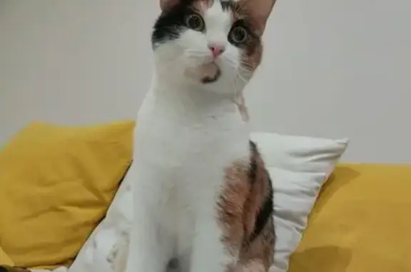 Объявления о пропавших и найденных животных, Калтан, фото: Найдена кошка, улица Дзержинского, 53, Калтан