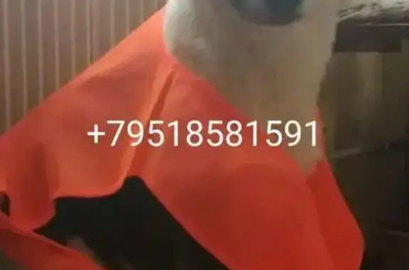 Пропала собака, Третьяковская улица, Борисоглебск - старая, 18 лет - photo