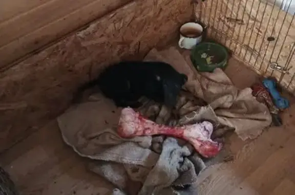 Пропала собака, женский пол, Рабочая улица, 37А, Электросталь - photo