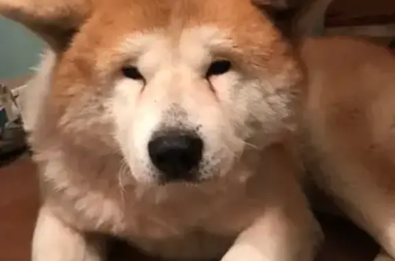 Пропал собака, Комсомольский проспект, Луга - страдает эпилепсией - photo