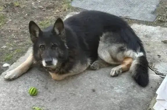 Пропала собака, дачный поселок Долгий Луг, Чехов - немецкая овчарка, кобель, 8 лет - photo