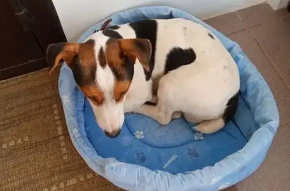 Найдена собака, Усть-Лабинск, фото: Найден собака, Красная улица, Усть-Лабинск - Джек Рассел, мальчик