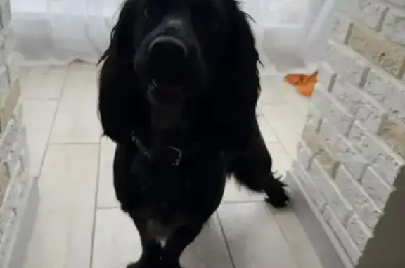 Найдена собака, Домодедово, фото: Найдена собака, Южнодомодедовская улица, 11, Домодедово - похожа на породу Кокер спаниель