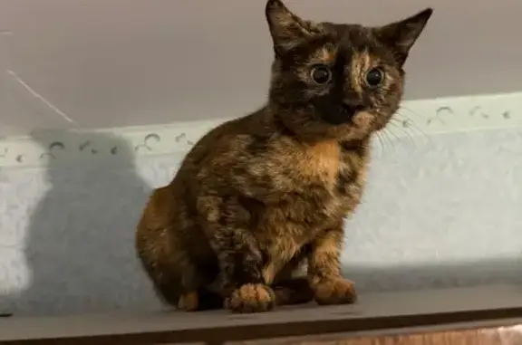 Пропала кошка (женский), Кильдинская улица, 25, Мурманск - не стерилизована - photo