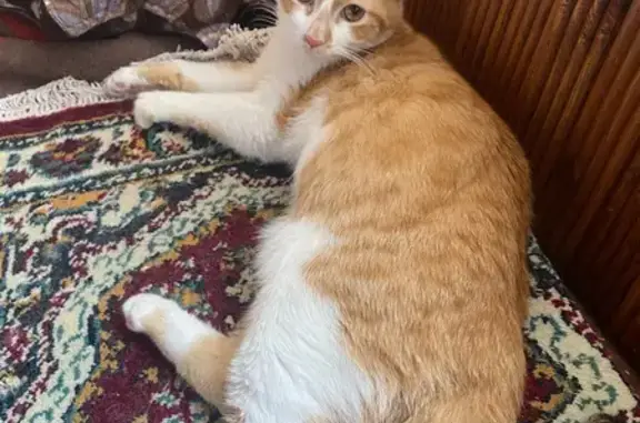 Пропал кот, улица Калинина, 113, Лабинск - зовут Круассан, 8 месяцев - photo