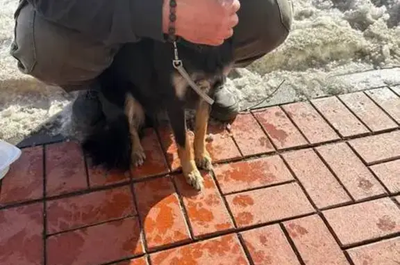 Найдена собака, Бугры, фото: Найдена собака, Английская улица, 6, Бугры - девочка в ошейнике