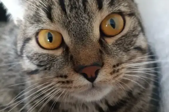 Пропал кот, Заводская улица, 8, Горно-Алтайск - табби с жёлтыми глазами - photo