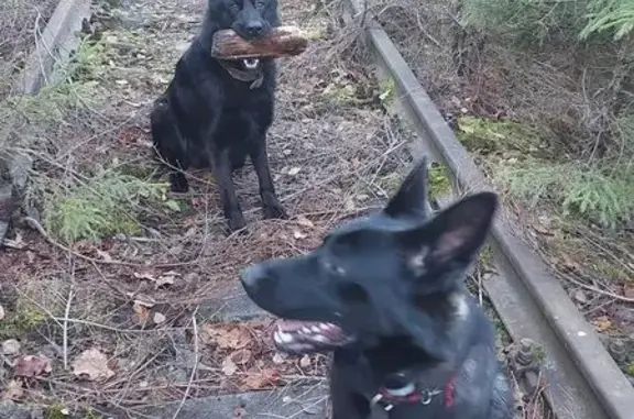 Пропал собака, Ивонино, Московская область - чёрная немецкая овчарка с коричневым ошейником - photo