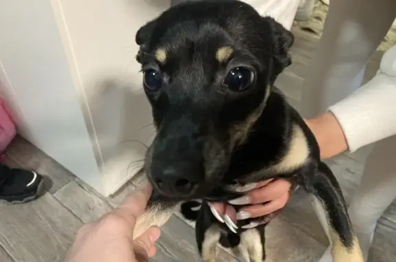 Объявления о пропавших и найденных животных, Асбест, фото: Найден собака, Привокзальная улица, Асбест - мужской, черный хвост не купирован