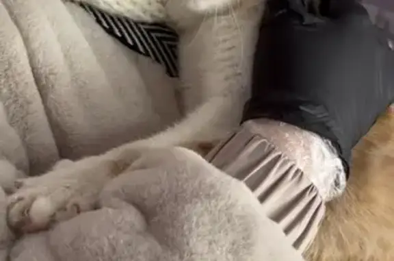 Найдена кошка, Липецк, фото: Найден кот, Индустриальная улица, 6, Липецк - рыже-белый и ласковый