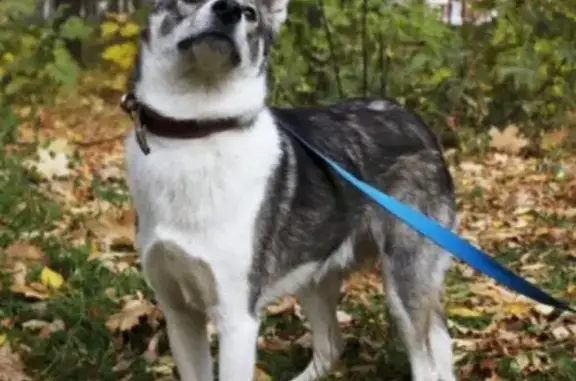 Пропал собака, улица Петрова, 12, Ижевск - пломба на ухе красного цвета - photo