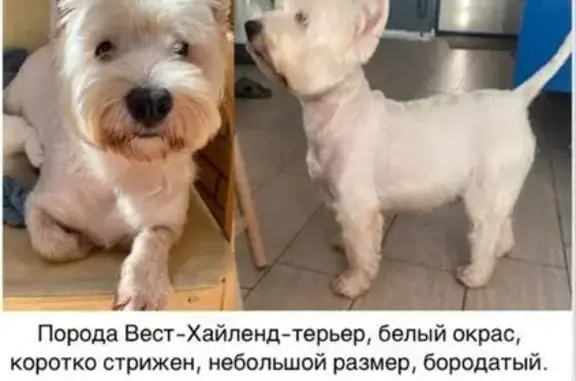Собаки потеряшки, Пирогово, фото: Потеряшка собака, Пирогово, Московская область - белый вест-хайленд терьер