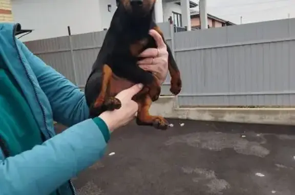 Найдена собака, Ессентуки, фото: Найдена собака, Бригадный переулок, Ессентуки - девочка породы цвергпинчер