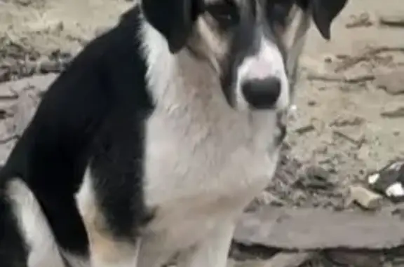 Пропал собака, мужской, Добрая улица, 49, городской округ Тамбов - чёрная спинка, белые лапки - photo