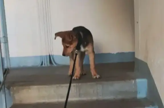 Найдена собака, Петергоф, фото: Найдена собака, Чичеринская улица, Петергоф - похожа на овчарку