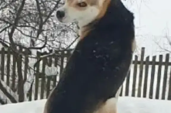 Пропала собака, 22, Разбегаево - светлая мордочка и белая, остальное рыжеватое - photo